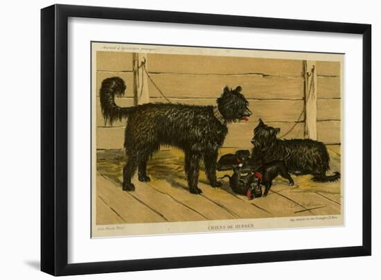 Brie Shepherd Dogs at 1865 Paris Dog Show-null-Framed Art Print