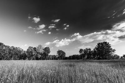 Bright abstract black and white landscape with lonely tree Photo | Art.com