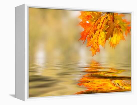 Bright Colored Leaves on the Branches in the Autumn Forest-Leonid Tit-Framed Premier Image Canvas