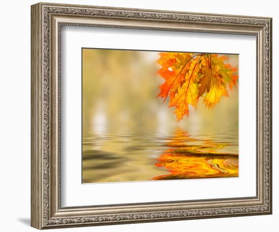 Bright Colored Leaves on the Branches in the Autumn Forest-Leonid Tit-Framed Photographic Print