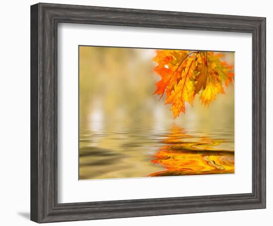 Bright Colored Leaves on the Branches in the Autumn Forest-Leonid Tit-Framed Photographic Print