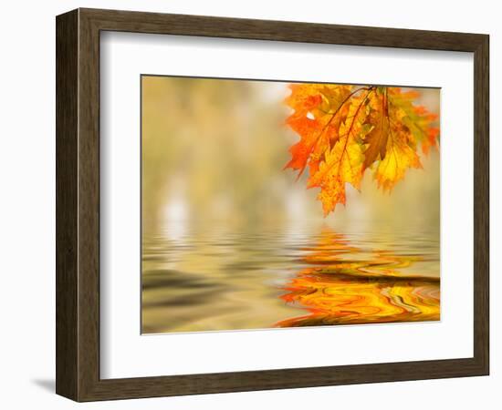 Bright Colored Leaves on the Branches in the Autumn Forest-Leonid Tit-Framed Photographic Print