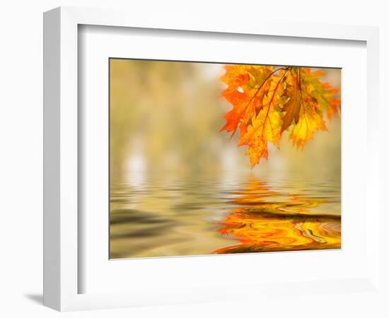 Bright Colored Leaves on the Branches in the Autumn Forest-Leonid Tit-Framed Photographic Print