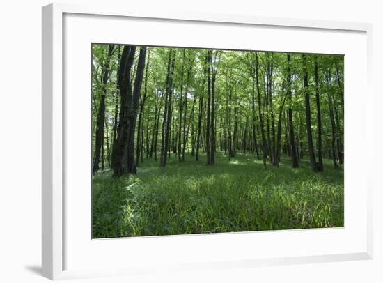 Bright Deciduous Forest-Jurgen Ulmer-Framed Photographic Print