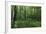 Bright Deciduous Forest-Jurgen Ulmer-Framed Photographic Print