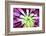 Bright Exotic I-Irena Orlov-Framed Photographic Print