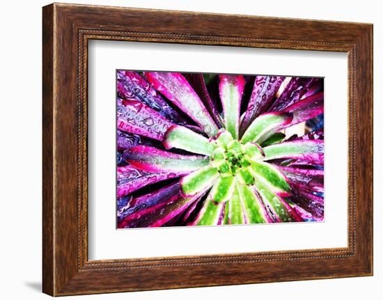 Bright Exotic I-Irena Orlov-Framed Photographic Print