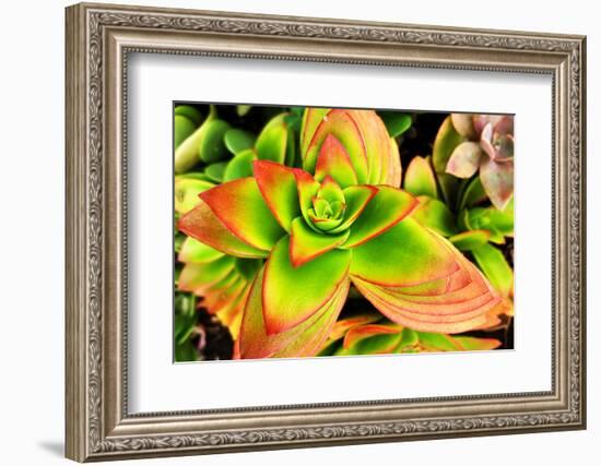 Bright Exotic II-Irena Orlov-Framed Photographic Print