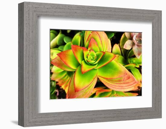 Bright Exotic II-Irena Orlov-Framed Photographic Print