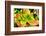 Bright Exotic II-Irena Orlov-Framed Photographic Print