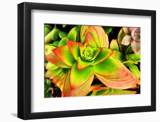 Bright Exotic II-Irena Orlov-Framed Photographic Print