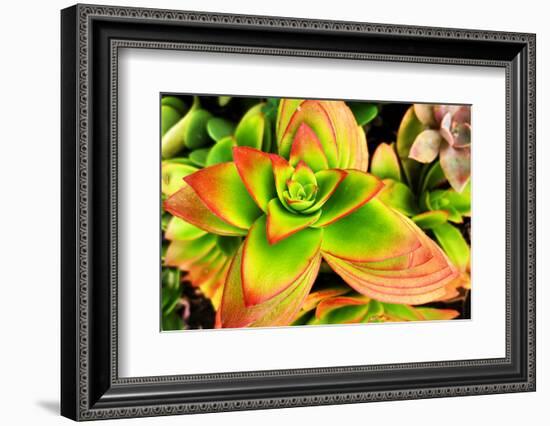 Bright Exotic II-Irena Orlov-Framed Photographic Print