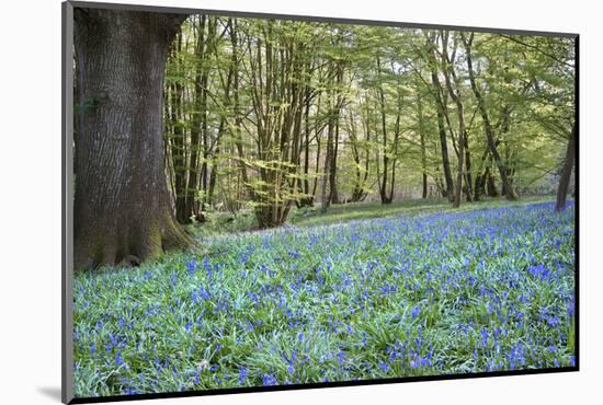 Bright Fresh Colorful Spring Bluebell Wood-Veneratio-Mounted Photographic Print