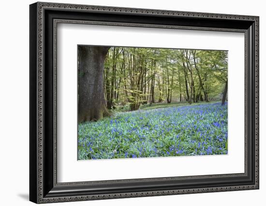 Bright Fresh Colorful Spring Bluebell Wood-Veneratio-Framed Photographic Print