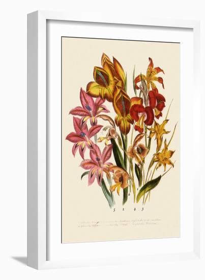 Bright Gladioli-null-Framed Giclee Print