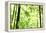 Bright Green Bamboo Forest-Liang Zhang-Framed Premier Image Canvas
