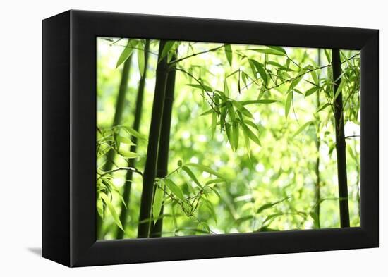 Bright Green Bamboo Forest-Liang Zhang-Framed Premier Image Canvas