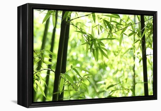 Bright Green Bamboo Forest-Liang Zhang-Framed Premier Image Canvas