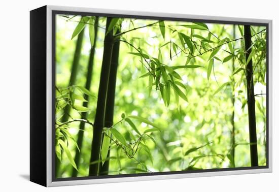 Bright Green Bamboo Forest-Liang Zhang-Framed Premier Image Canvas