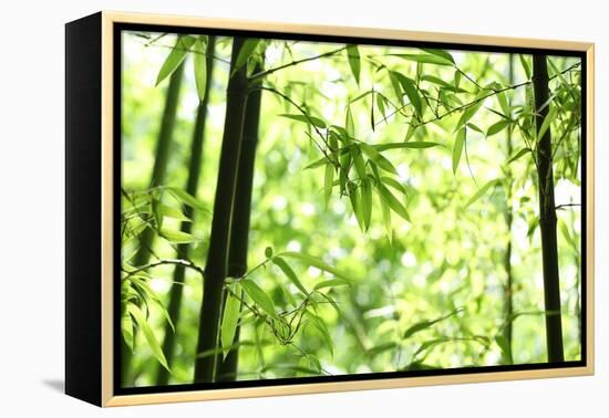 Bright Green Bamboo Forest-Liang Zhang-Framed Premier Image Canvas