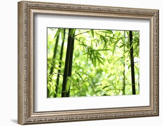 Bright Green Bamboo Forest-Liang Zhang-Framed Photographic Print