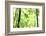 Bright Green Bamboo Forest-Liang Zhang-Framed Photographic Print