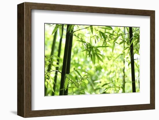 Bright Green Bamboo Forest-Liang Zhang-Framed Photographic Print