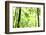 Bright Green Bamboo Forest-Liang Zhang-Framed Photographic Print