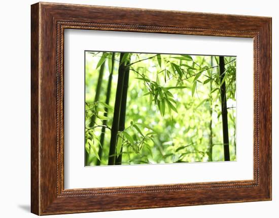 Bright Green Bamboo Forest-Liang Zhang-Framed Photographic Print