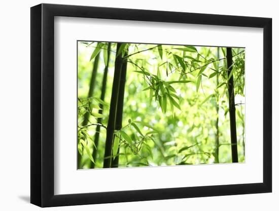 Bright Green Bamboo Forest-Liang Zhang-Framed Photographic Print