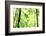 Bright Green Bamboo Forest-Liang Zhang-Framed Photographic Print