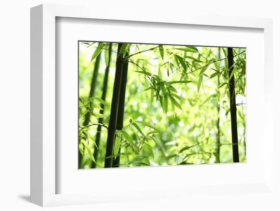 Bright Green Bamboo Forest-Liang Zhang-Framed Photographic Print