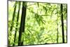 Bright Green Bamboo Forest-Liang Zhang-Mounted Photographic Print