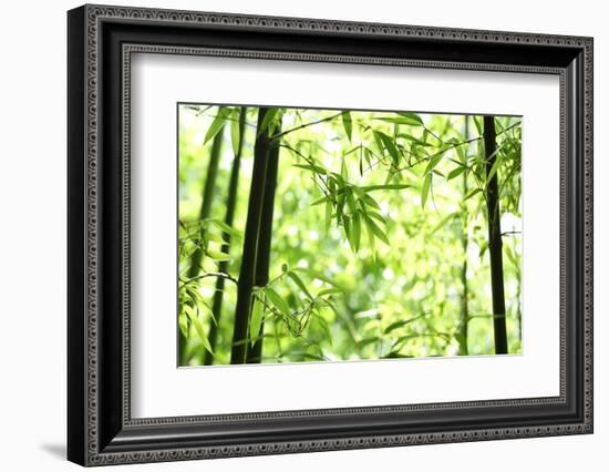 Bright Green Bamboo Forest-Liang Zhang-Framed Photographic Print