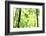 Bright Green Bamboo Forest-Liang Zhang-Framed Photographic Print