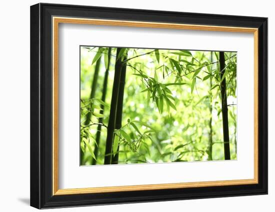 Bright Green Bamboo Forest-Liang Zhang-Framed Photographic Print