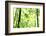 Bright Green Bamboo Forest-Liang Zhang-Framed Photographic Print