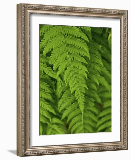 Bright Green Fern Near Blue Ridge Parkway, North Carolina-Andrew R. Slaton-Framed Photographic Print