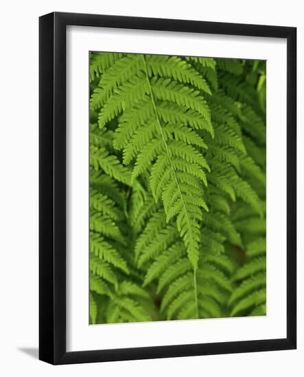 Bright Green Fern Near Blue Ridge Parkway, North Carolina-Andrew R. Slaton-Framed Photographic Print