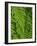 Bright Green Fern Near Blue Ridge Parkway, North Carolina-Andrew R. Slaton-Framed Photographic Print