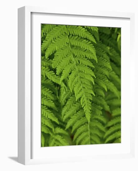 Bright Green Fern Near Blue Ridge Parkway, North Carolina-Andrew R. Slaton-Framed Photographic Print