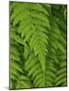 Bright Green Fern Near Blue Ridge Parkway, North Carolina-Andrew R. Slaton-Mounted Photographic Print