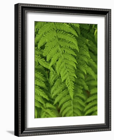 Bright Green Fern Near Blue Ridge Parkway, North Carolina-Andrew R. Slaton-Framed Photographic Print