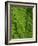 Bright Green Fern Near Blue Ridge Parkway, North Carolina-Andrew R. Slaton-Framed Photographic Print