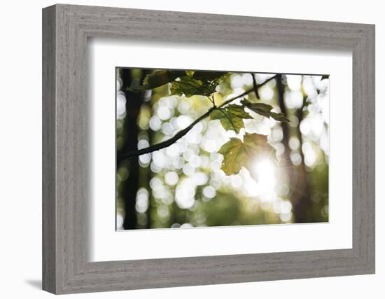 Bright green fresh foliage in the forest in the sunlight.-Nadja Jacke-Framed Photographic Print