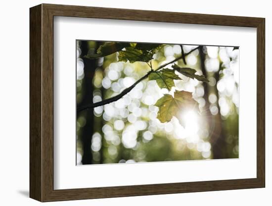 Bright green fresh foliage in the forest in the sunlight.-Nadja Jacke-Framed Photographic Print