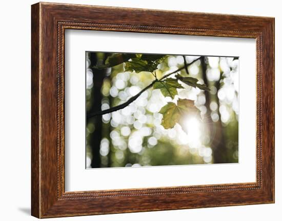 Bright green fresh foliage in the forest in the sunlight.-Nadja Jacke-Framed Photographic Print