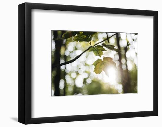 Bright green fresh foliage in the forest in the sunlight.-Nadja Jacke-Framed Photographic Print