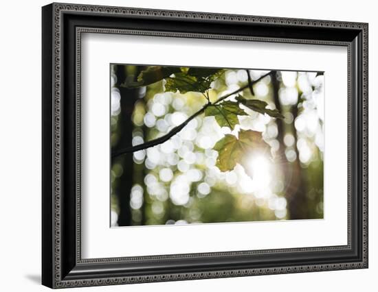 Bright green fresh foliage in the forest in the sunlight.-Nadja Jacke-Framed Photographic Print