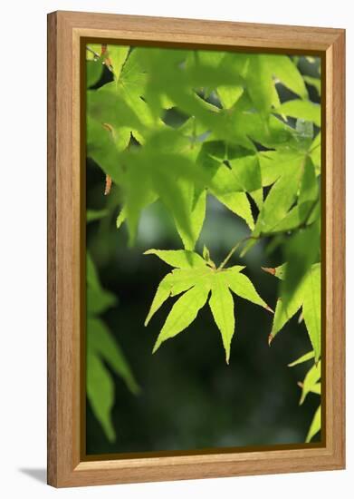 Bright Green Japanese Maple Trees in their Spring Foliage at the Ryouan-Ji Temple, Kyoto, Japan-Paul Dymond-Framed Premier Image Canvas